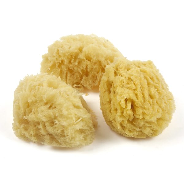 Natural Sponge For Watercolors
