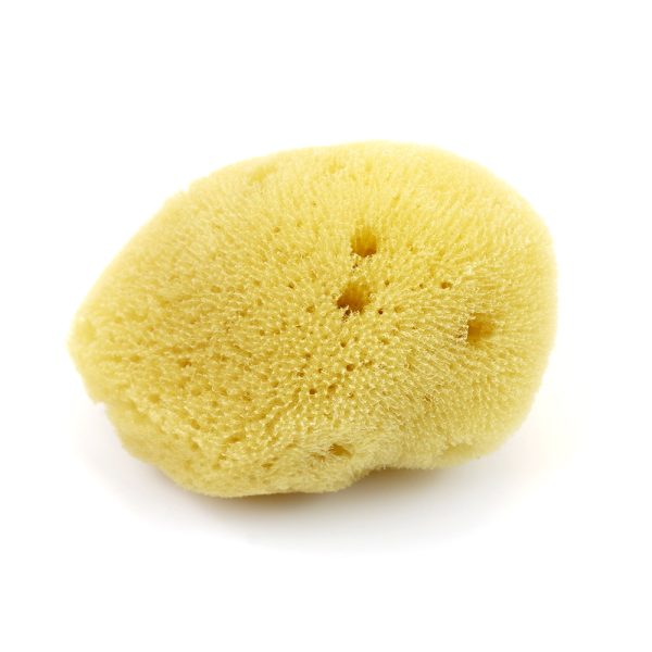 Natural Sponge For Watercolors