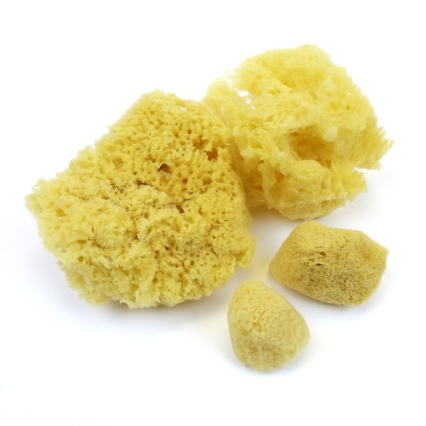 Natural Sponge For Watercolors